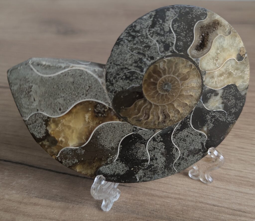 Ammonite